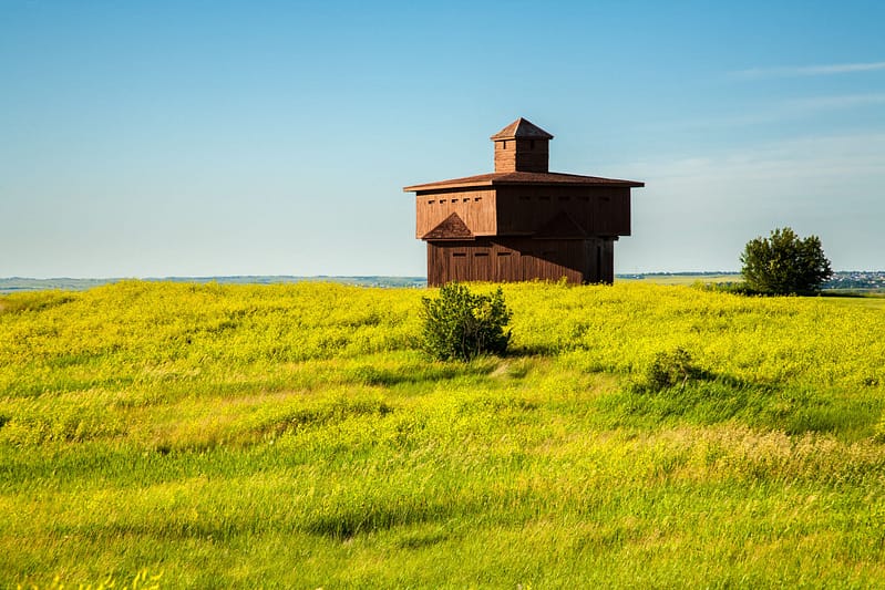 A wooden barn stands in the middle of a yellow and green field on a clear day, resembling an untouched auto draft of nature's serene beauty.