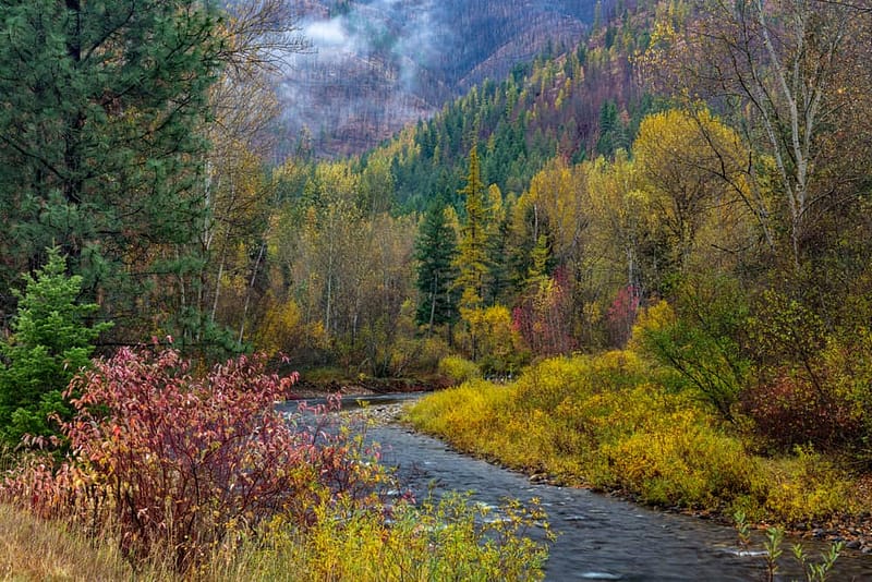 The Lolo National Forest showcases a scenic river as it meanders through the towering trees, creating a serene and picturesque environment for campgrounds along its banks.