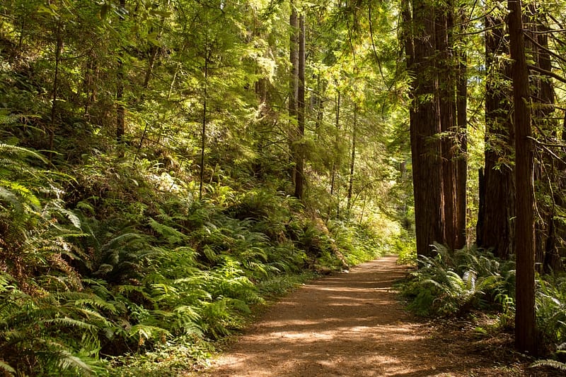 Explore the majestic redwood forest in California while hiking through the Upper Lake Ranger District. Discover the mesmerizing beauty of these towering trees as you follow the scenic trail, surrounded by nature's wonders