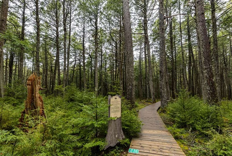 A wooden boardwalk in a Nova Scotia forest surrounded by trees in one of the Provincial Parks.