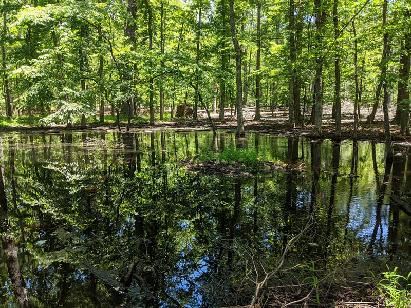 A pond surrounded by trees in a wooded area of Shenandoah Valley.