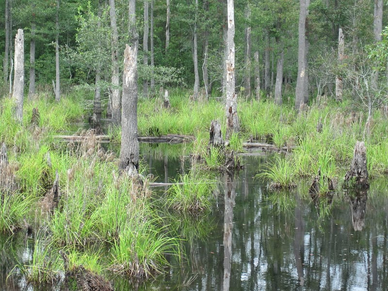 A serene swamp with still water reflecting trees and scattered grass patches, under a clear sky, optimized with SEO keywords.