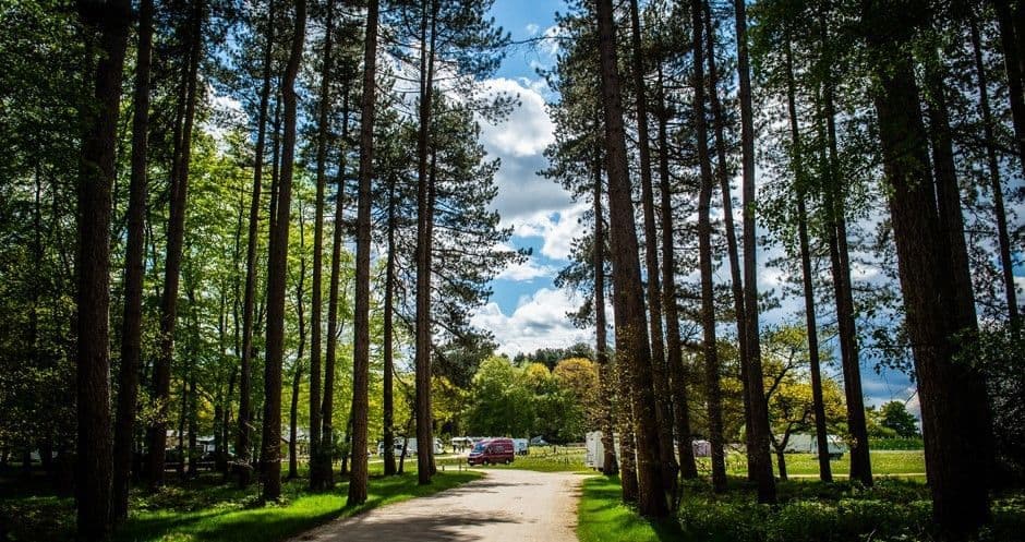 Forestry England acquires a path through a forest with trees in the background for campsites.