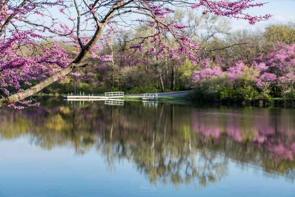 A partially open lake surrounded by purple blossoming trees following tornado damage at Red Haw State Park.