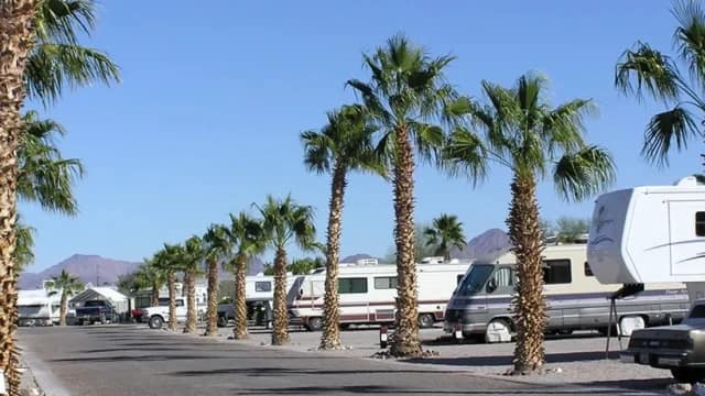 A row of RVs parked along a paved road lined with palm trees under a clear blue sky, with mountains visible in the background.