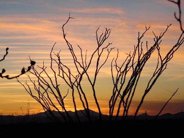 Silhouette of desert plant branches against an orange and purple sunset sky with distant mountains on the horizon.
